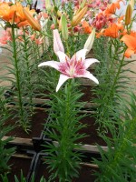 [4013 Dotcom No101.JPG]